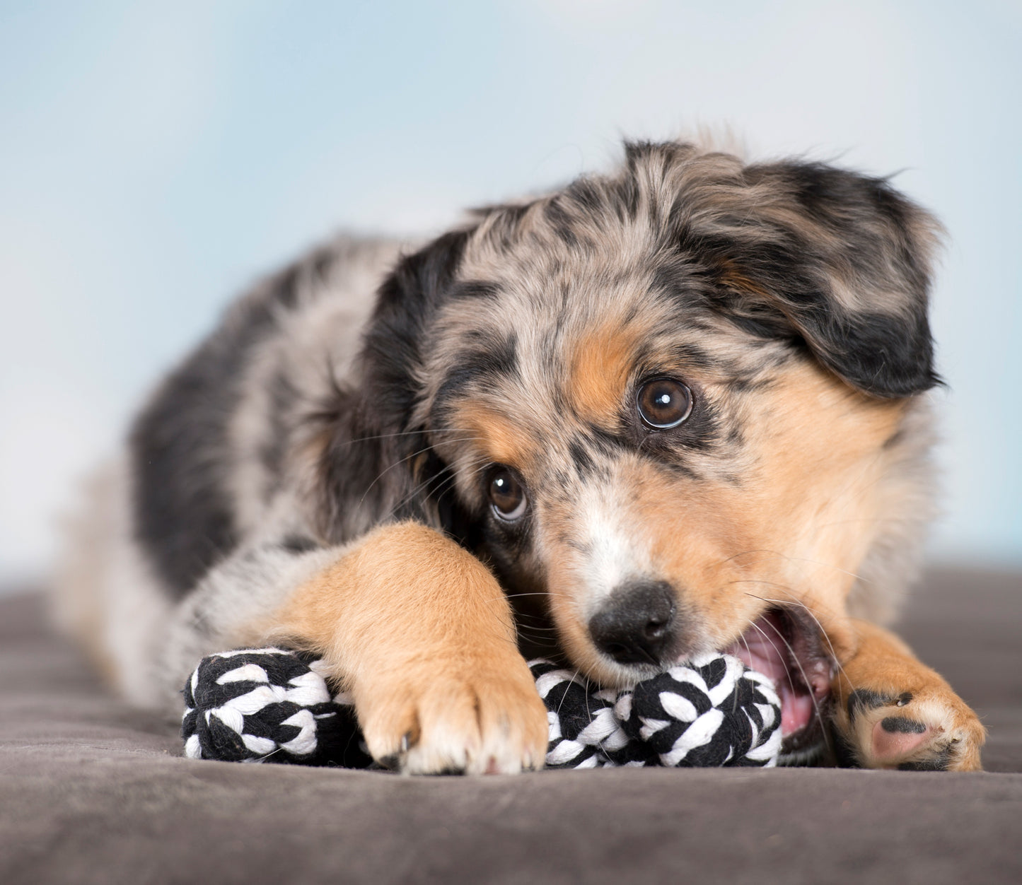 Laboni Bonnie Bone Schwarz für Hunde