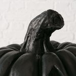 Boltze Kürbis Baldomero Schwarz